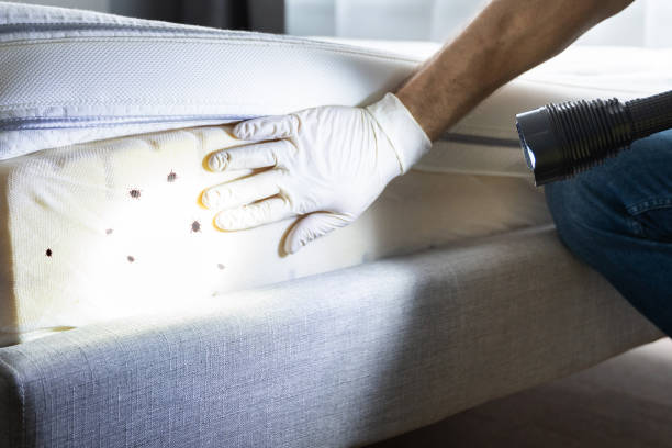 Best Flea Control Services  in Darien, WI