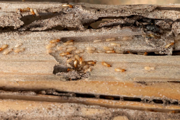 Best Wasp Removal Services  in Darien, WI