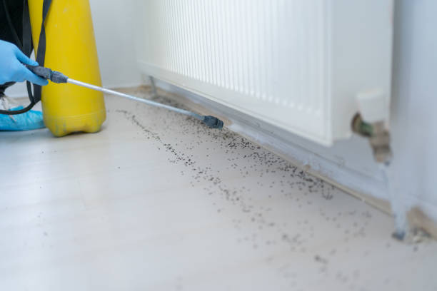 Best Wasp Removal Services  in Darien, WI