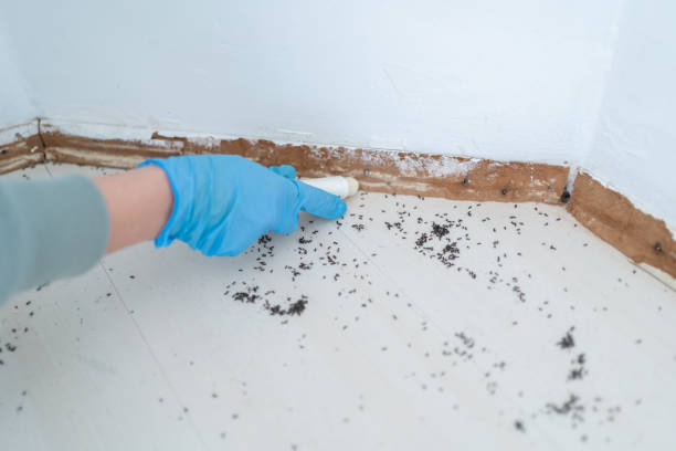 Best Mosquito Control Services  in Darien, WI